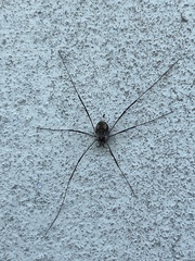 Dasylobus graniferus