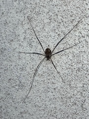 Dasylobus graniferus