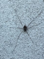 Dasylobus graniferus