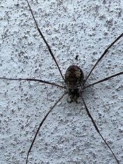 Dasylobus graniferus
