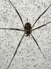 Dasylobus graniferus