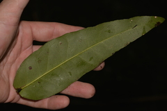 Notelaea venosa