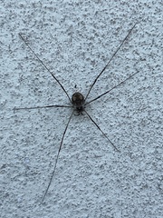 Dasylobus graniferus