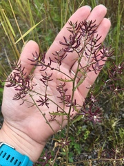 Rorippa curvisiliqua