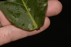 Notelaea venosa