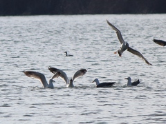 Larus armenicus