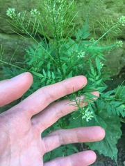 Cardamine impatiens