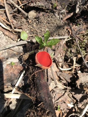 Ohnivec rakúsky (Sarcoscypha austriaca)