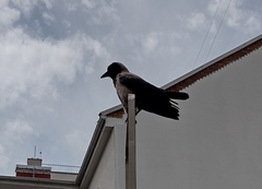 Corvus cornix