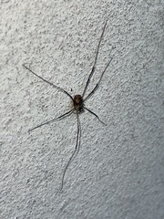 Dasylobus graniferus