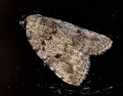 Tolpia conscitulana