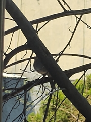 Passeriformes