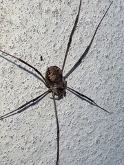 Dasylobus graniferus