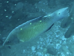 Bodianus diana