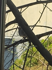 Passeriformes