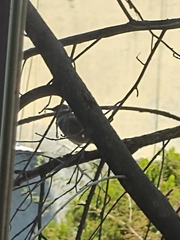 Passeriformes