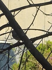 Passeriformes