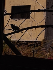 Passeriformes