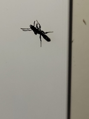 Platythyrea punctata