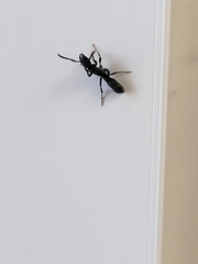 Platythyrea punctata