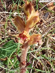 Orobanche gracilis