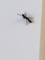 Platythyrea punctata