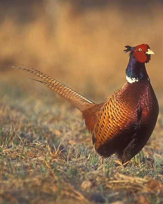 THE GREAT OUTDOORS: Ring-neck pheasant is quite a game bird | Community |  niagara-gazette.com