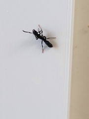 Platythyrea punctata