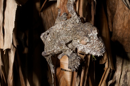 Giant Mossy Leaf-tailed Gecko