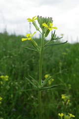 Erysimum canescens