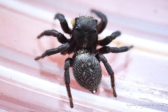 Salpesia