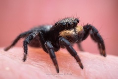 Salpesia
