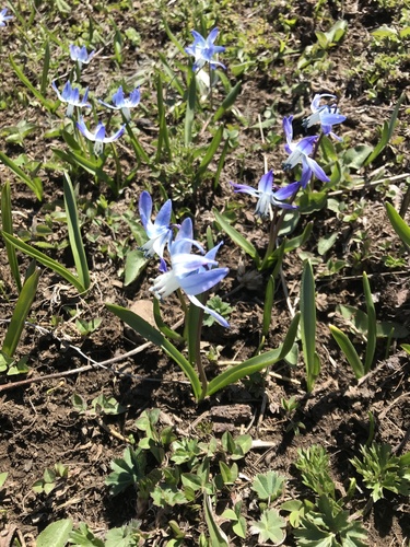 Scilla rosenii