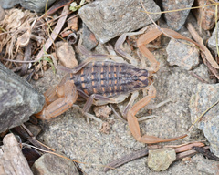 Aegaeobuthus cyprius