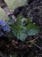 Ajuga reptans