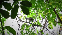 Sakesphorus canadensis