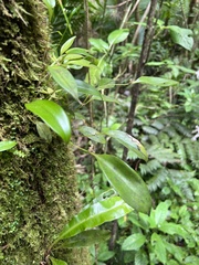 Pleurothallis ruscifolia