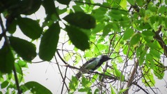 Sakesphorus canadensis