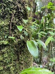 Pleurothallis ruscifolia
