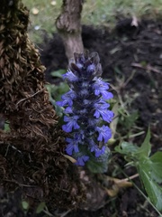 Ajuga reptans