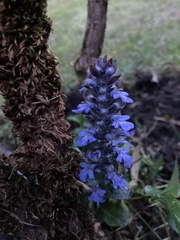 Ajuga reptans