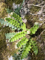 Asplenium ceterach ceterach