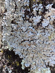 Parmelina carporrhizans