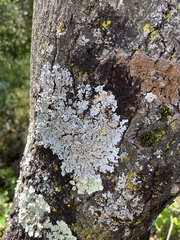 Parmelina carporrhizans
