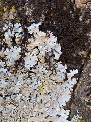 Parmelina carporrhizans