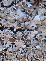 Parmelina carporrhizans
