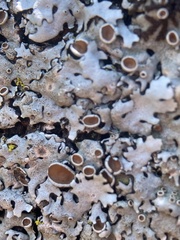 Parmelina carporrhizans