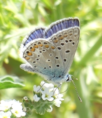 Polyommatus celina