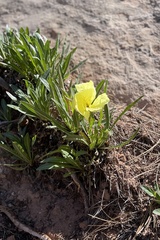 Oenothera howardii