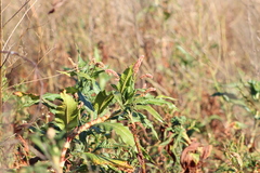 Persicaria ferruginea